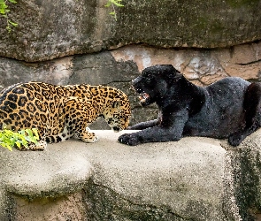 Jaguar, Skały, Pantera