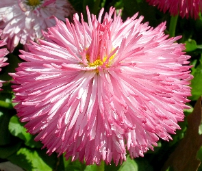 Stokrotka, Kwiat