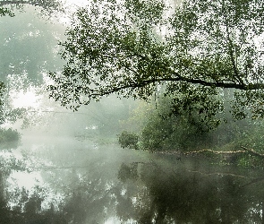 Mgła, Drzewa, Rzeka