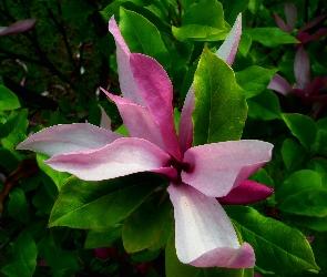 Roślina, Magnolia, Przyroda