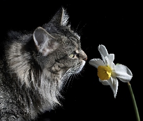 Kwiatek, Kot