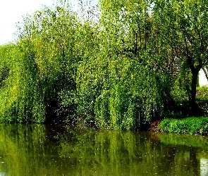 Wiosna, Odbicie, Wierzby, Jezioro