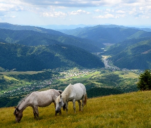 Pasące się, Łąka, Lasy, Dolina, Wioska, Góry, Konie