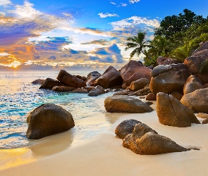Palmy, Kamienie, Wyspa, Ocean Indyjski, Plaża, Szeszele, Piękna