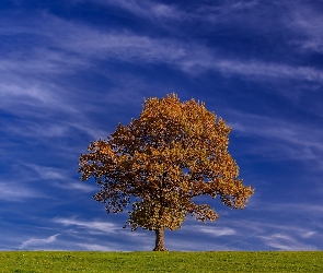 Łąka, Drzewo, Chmury