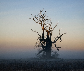 Stary dąb w Rogalinie o poranku.