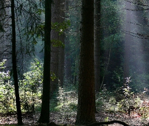 Światło, Przebijające, Las, Drzewa