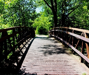 Ontario, Etobicoke, Drzewa