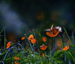 Wieczór, Motyle, Kwiaty, Łąka