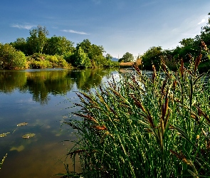 Trzcina, Lato, Jezioro