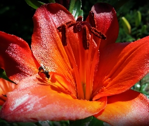 Pomarańczowa, Pszczoła, Lilia