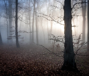Drzewa, Mgła, Jesień, Las
