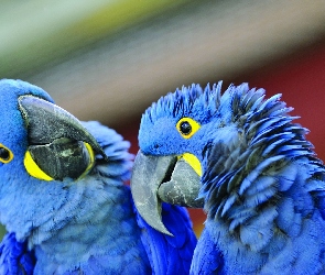 Dwie, Papugi, Niebieskie