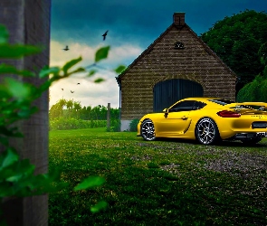 Porsche Cayman GT4, Ptaki, Drzewa, Dom