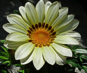 Gazania, Kwiat