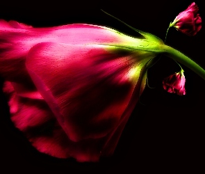 Eustoma, Rozmycie