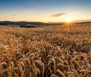 Słońca, Wschód, Pole, Zboże