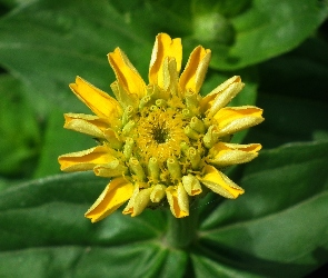 Kwiat, Cynia, Przyroda