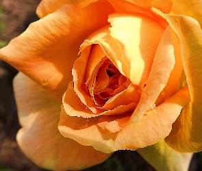 Pomarańczowa, Róża