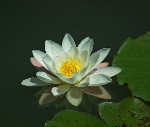 Kwiat, Lilia wodna, Przyroda