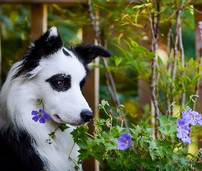 Łatki, Kwiaty, Pies