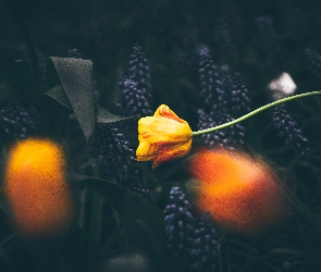 Tulipan, Kwiaty