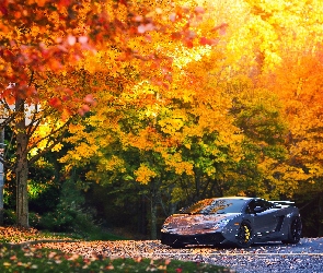 Gallardo, Lamborghini , Drzewa, Jesień, Droga, Samochód