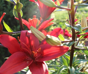 Lilie, Czerwone, Przyroda, Kwiaty
