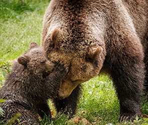 Niedźwiedzica, Młode