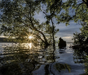 Słońca, Promienie, Jezioro, Drzewo