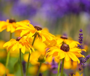 Rudbekia, Zbliżenie, Kwiaty