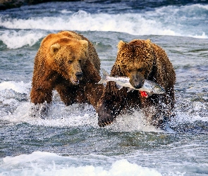 Dwa, Morze, Ryba, Niedźwiedzie
