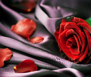 Róża, Płatki, Kwiat