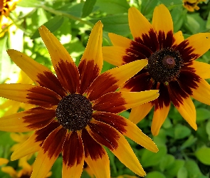 Kwiaty, Rudbekia