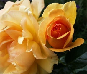 Kwiaty, Róże, Pomarańczowe, Żółto