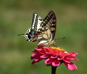 Cynia, Kwiat, Motyl, Paż królowej