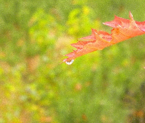Kropla, Deszczu, Liść