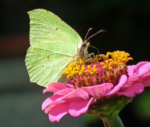 Motyl, Cynia, Kwiat, Cytrynek