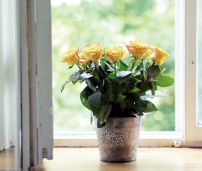 parapet, okno, żółte, róże