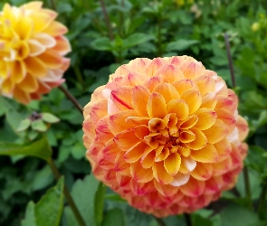 Kwiaty, Dalie