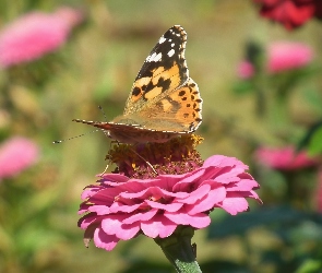 Cynia, Kwiat, Motyl, Rusałka osetnik