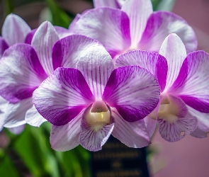 Orchidea, Fioletowa