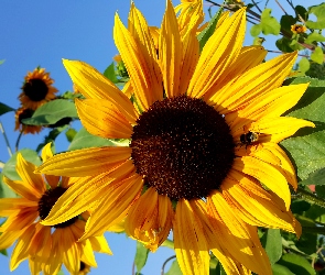 Słoneczniki, Pszczoła, Ozdobne