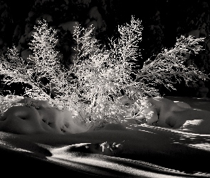 Zima, Przebijające światło, Krzew, Las