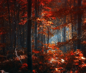 Las, Mgła, Jesień