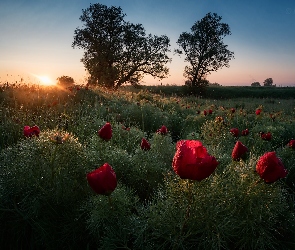 Wschód, Słońca, Drzewa, Łąka, Kwiaty, Rosa