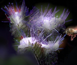 Kwiat, Fractalius, Pszczoła