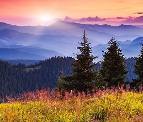 Piękny, Łąka, Mgła, Ukraina, Drzewa, Lasy, Wschód, Słońca, Góry