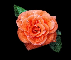 Pomarańczowa, Róża
