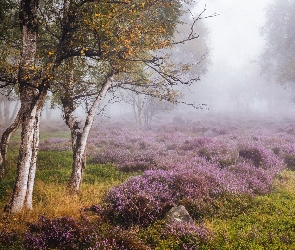 Brzozy, Wrzosowisko, Jesień, Anglia, Park Narodowy Peak District, Mgła, Stanton Moor, Drzewa